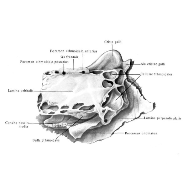 Решетчатая кость анатомия