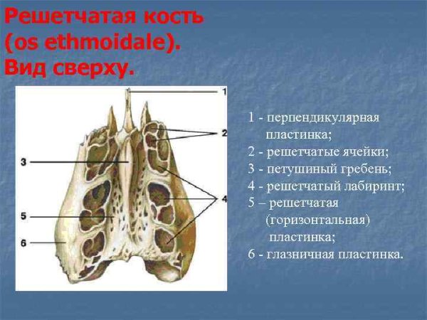 Решетчатая кость Синельников
