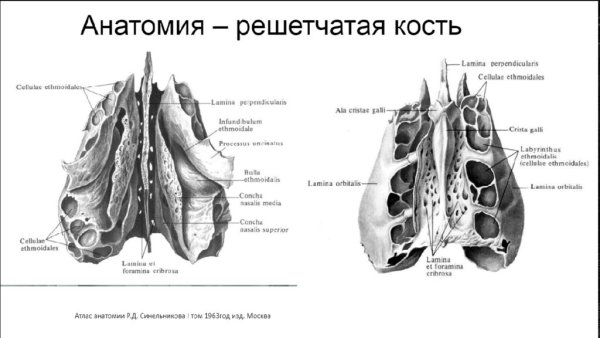 Решетчатая кость Синельников