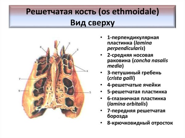 Решетчатая кость верхняя носовая раковина