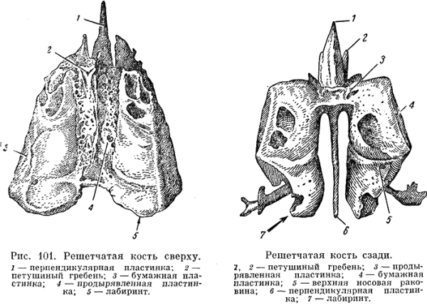 Решетчатый Лабиринт решетчатой кости анатомия