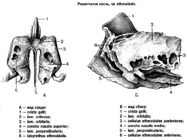 Решетчатая кость (os ethmoidale)