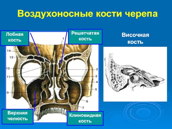Носовые раковины анатомия решетчатая кость