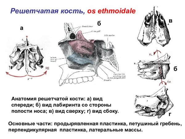 Кости мозгового отдела черепа