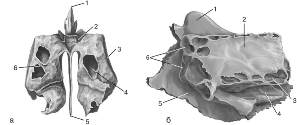 Решетчатая кость рисунок для рисования