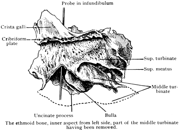 Решетчатая кость lamina cribrosa