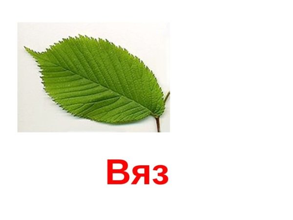 Листья липы и вяза