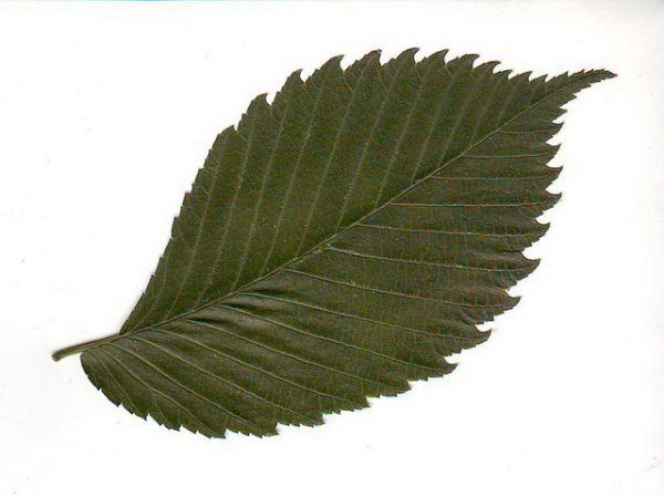 Граб листок