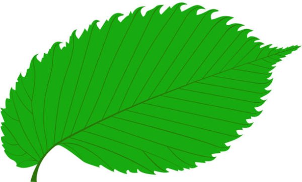 Лист трафарет карагач