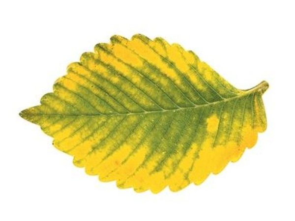 Листочек вяз желтый