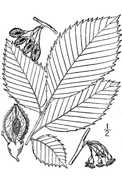 Листья граба и вяза