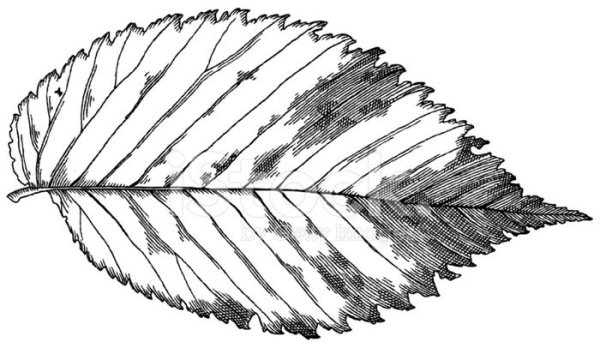 Лист вяза шаблон