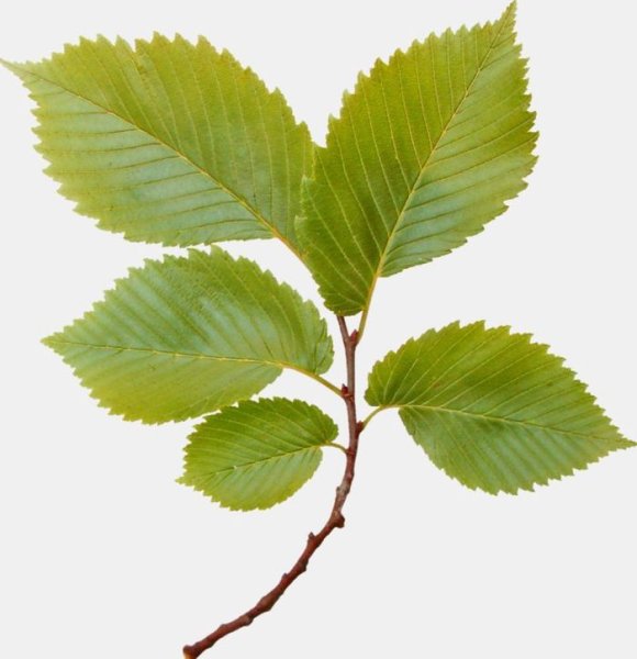 Карагач дерево листья семена