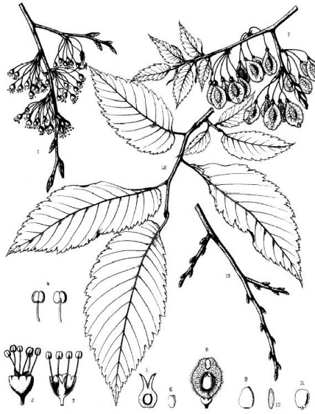 Вяз шершавый листья