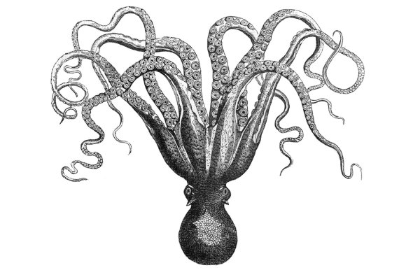 Щупальца черно белые