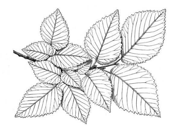 Лист вяза вектор