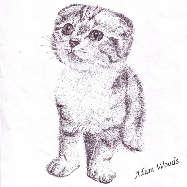 Раскраска кот шотландец вислоухий