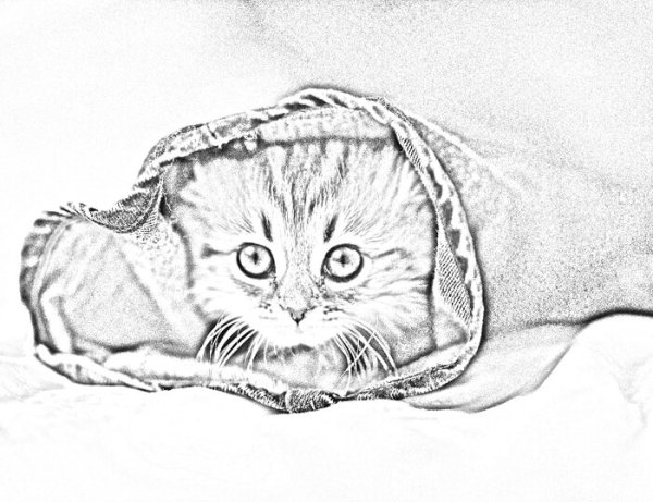 Раскраска котенок вислоухий шотландец