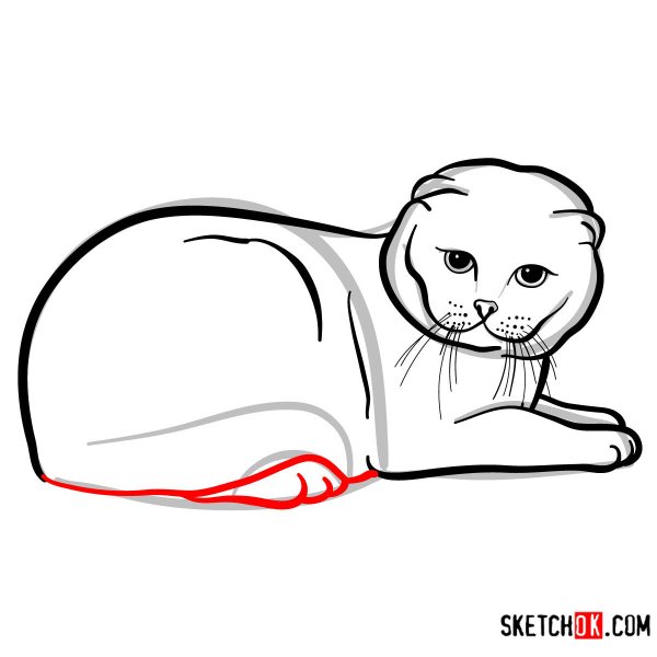 Шотландский вислоухий скоттиш фолд рисунок