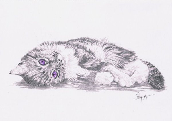 Вислоухая кошка карандашом