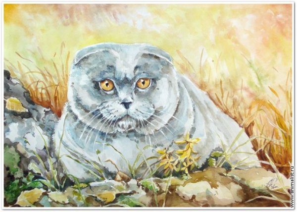 Акварель кот вислоухий