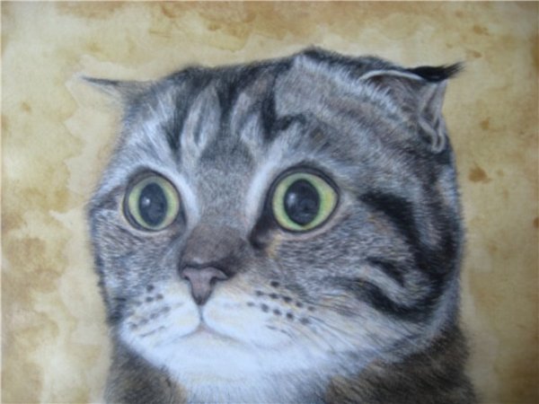 Вислоухий кот карандашом