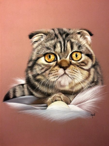 Рисунки для срисовки котики