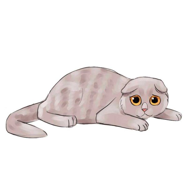 Вислоухий кот карандашом