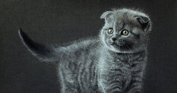 Мультяшный вислоухий кот