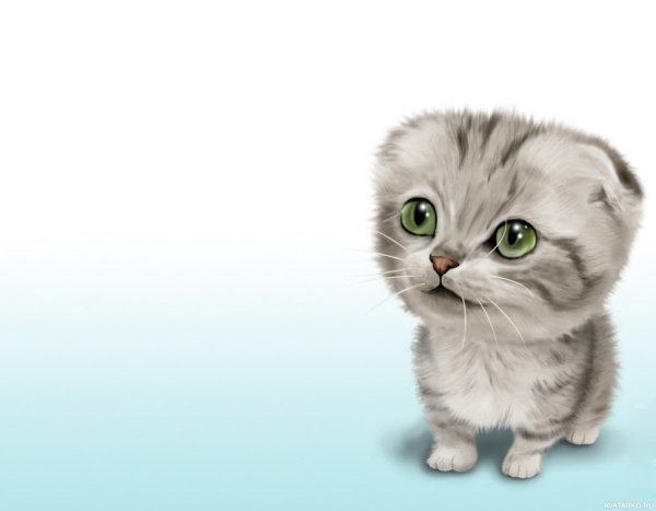 Вислоухая кошка раскраска