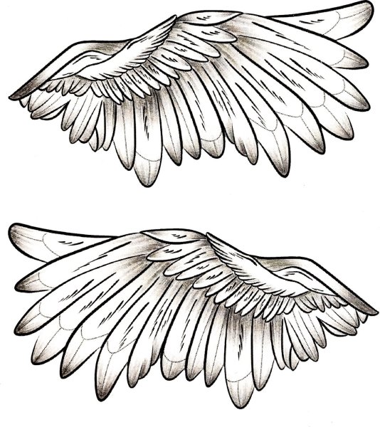 Крылья зарисовки