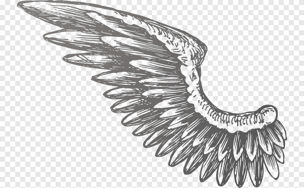 Крылья иллюстрация