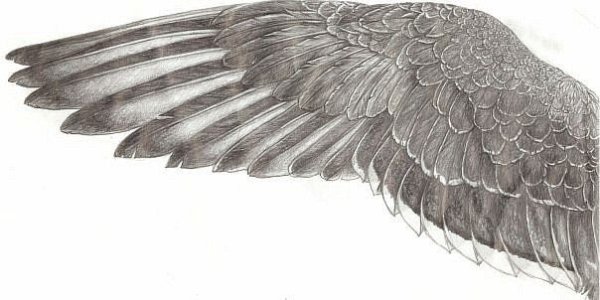 Эскиз Орел с крыльями