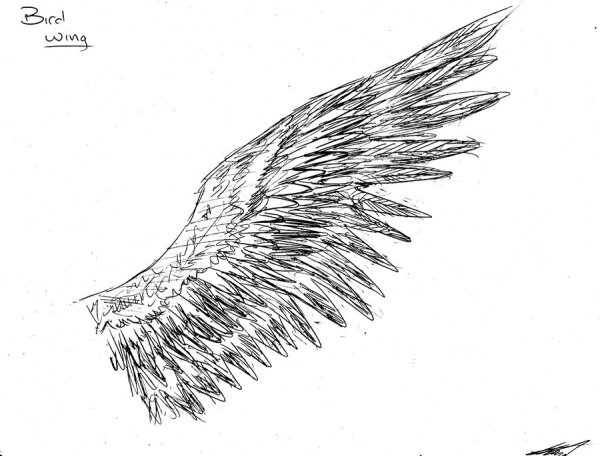 Контур крыла птицы