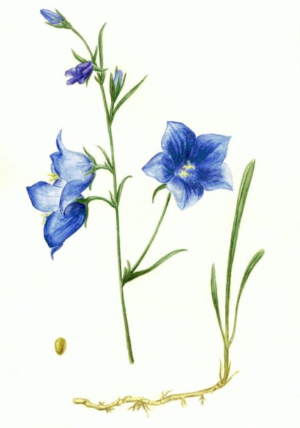 Колокольчик цветок рисунок для детей