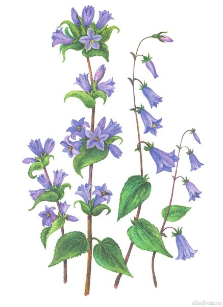 Раскраска колокольчик цветок