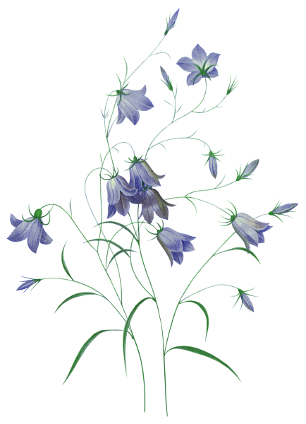 Ботаника колокольчик персиколистный