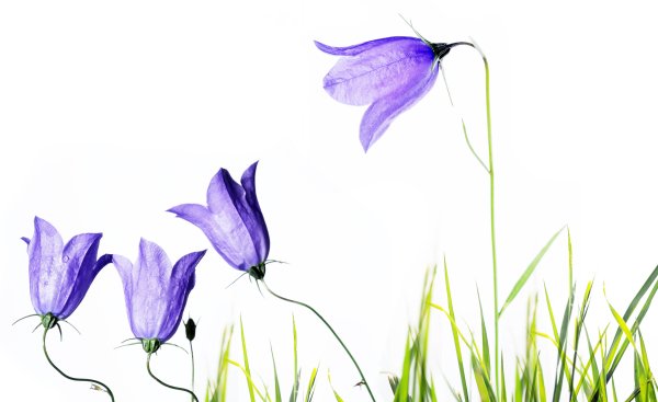 Колокольчик "цветы"