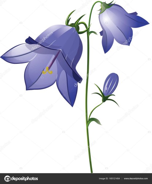 Колокольчик трехзубчатый