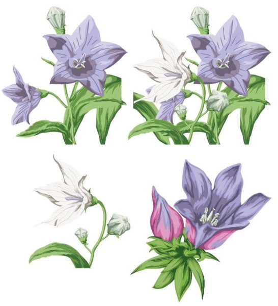 Колокольчик цветок раскраска для детей