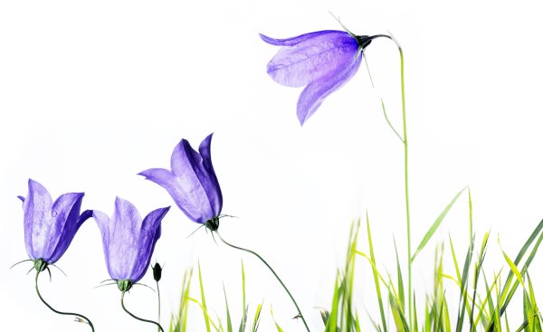 Колокольчик "цветы"