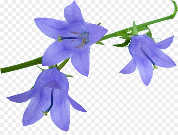 Колокольчик рисунок карандашом