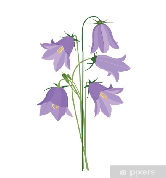 Цветы акварельными карандашами