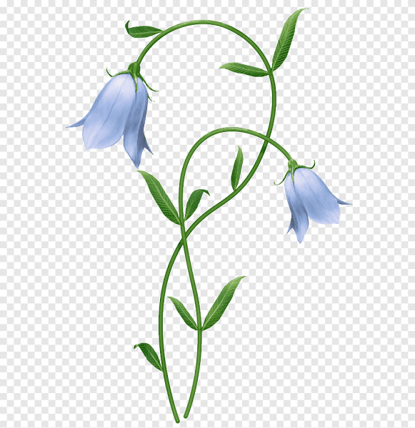 Колокольчик цветок на прозрачном фоне