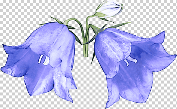 Рисунки карандашом лёгкие цветы