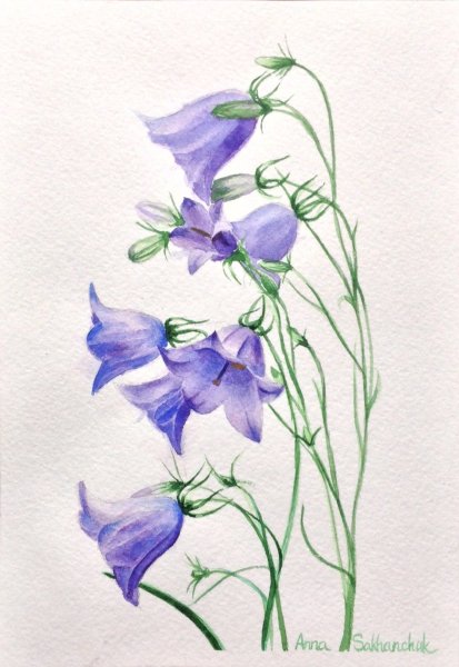 Полевые цветы колокольчики