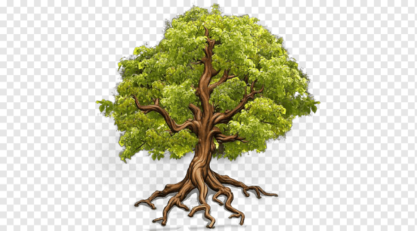 Красивый дуб с корнями