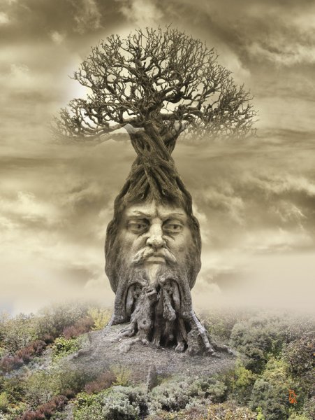 Мудрое дерево