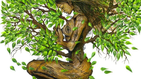 Мудрое дерево