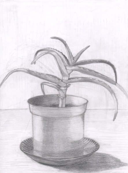 Наброски комнатных растений